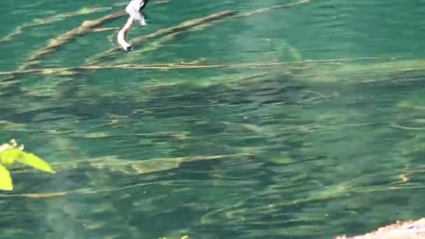 Air Riak Biru Dengan Kayu Log — Stok Video