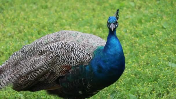 Όμορφη Peacock Περπάτημα Γύρω Από Πάρκο — Αρχείο Βίντεο