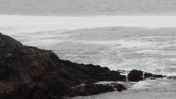 Onde Sul Fianco Della Scogliera Tofino British Columbia — Video Stock