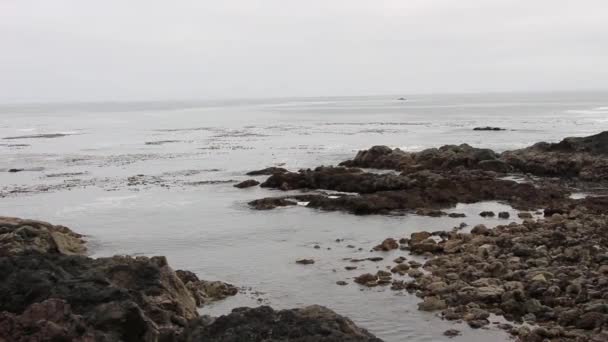Water Rocks Tofinu Britská Kolumbie — Stock video
