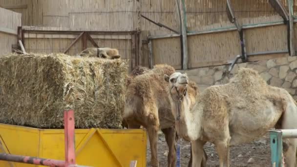 Camels Judaean Desert Israel — ストック動画