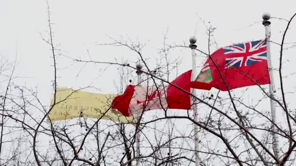 Vlaggen Aan Universiteit Van Manitoba Winnipeg Canada — Stockvideo