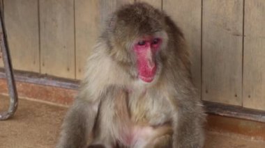 Japonya 'daki Iwatayama Maymun Parkı' nda Sakin Maymun