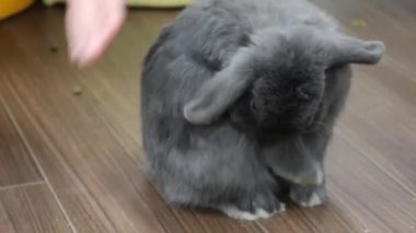 Tokyo 'daki Bunny Cafe' de Sevimli Tavşan Evcil Hayvanı