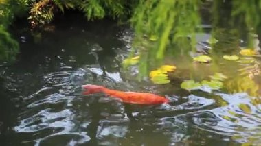 San Francisco, Kaliforniya 'da Japon Çay Bahçesinde Koi Balığı
