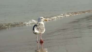 Martı deniz kenarında yürüyor.