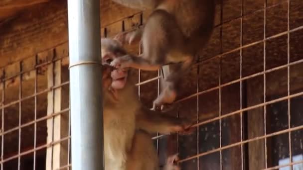Baby Monkeys Iwatayama Monkey Park Kyoto Japan — Stock Video