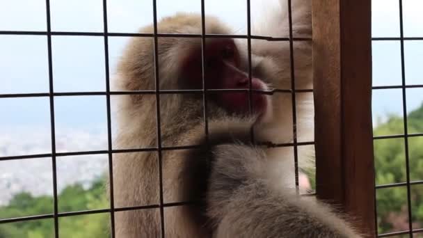 日本京都岩山猴公园一只挂在木棍上的猴关起来 — 图库视频影像