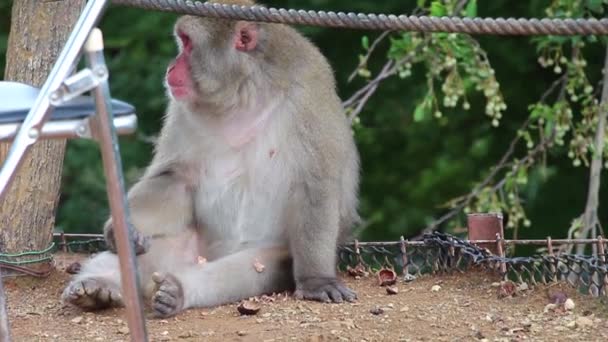 Monkey Eating Iwatayama Monkey Park Kyoto Japonia — Wideo stockowe