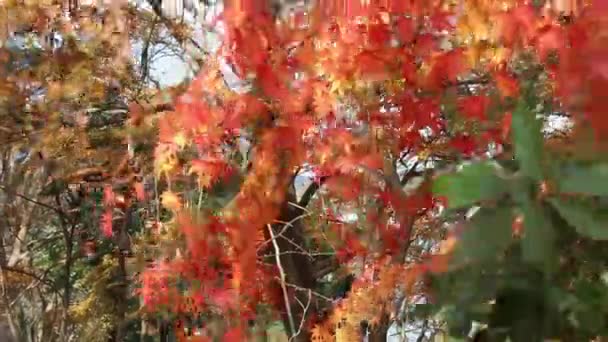 Red Autumn Leaves Matsushima Bay Japan — Stock Video