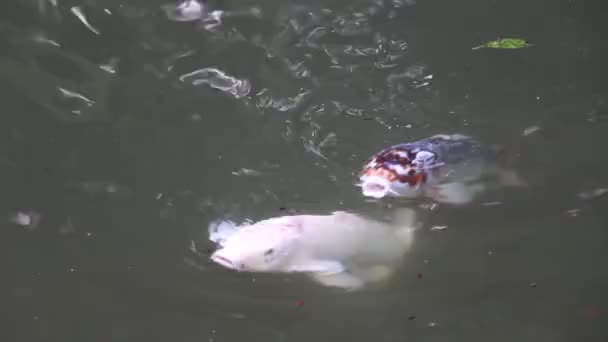 Koi Fish Park Tokio — Vídeos de Stock
