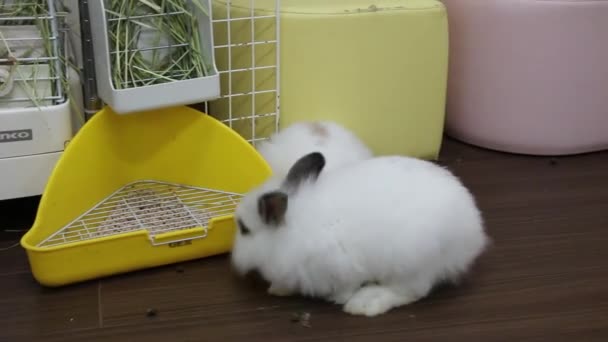 Симпатичные Кролики Кафе Bunny Токио — стоковое видео