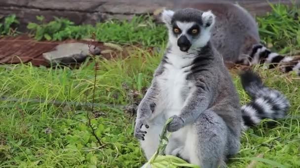 Lemur Eats Plant Tokyo Zoo — Stock Video
