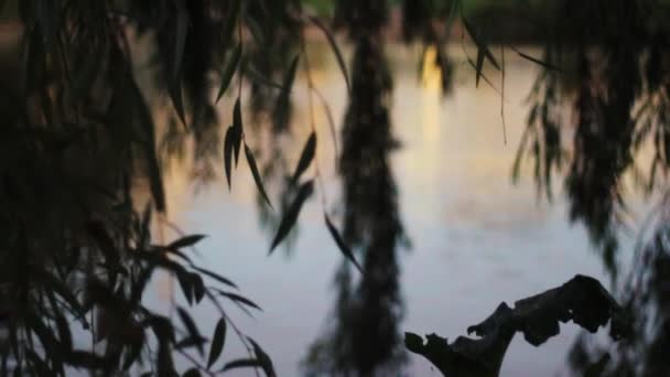 Close Leaves Duck Pond Tramonto — Video Stock