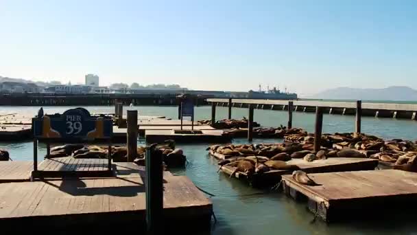Muelles Leones Marinos Por Fisherman Wharf Pier San Francisco California — Vídeo de stock