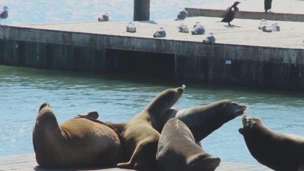 Seelöwen Kämpfen Auf Dock — Stockvideo