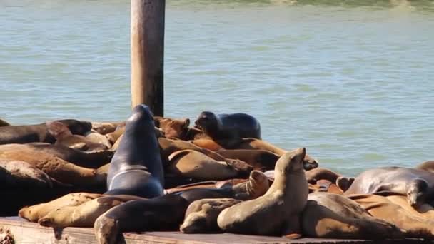 Seelöwe Klettert Zeitlupe Über Andere Seelöwen Aufs Dock — Stockvideo