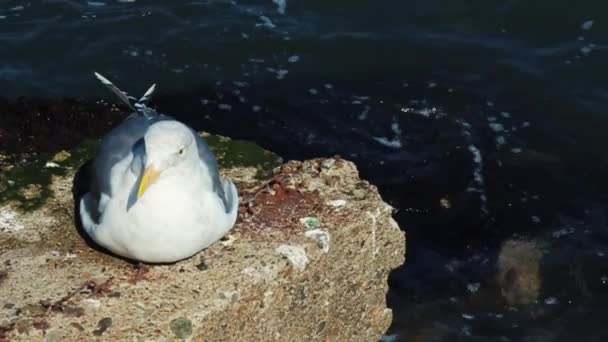 Slow Motion Seagull Seitting Rock Water — Stock video