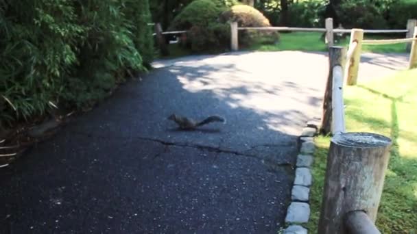 Slow Motion Squirrel Running Path Park — Stock Video