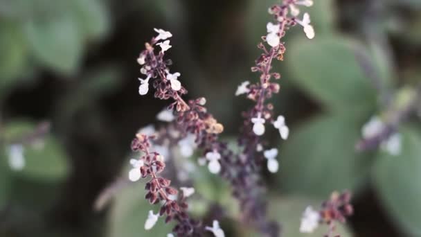 Zonnige Kleine Mooie Paarse Witte Bloemen — Stockvideo