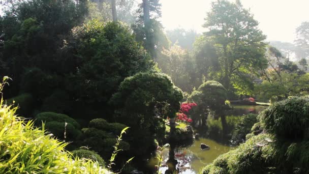 Timelapse Japanska Tea Garden San Francisco Kalifornien — Stockvideo