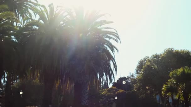 Timelapse Palmeras Soleadas Mission Dolores Park San Francisco California — Vídeos de Stock