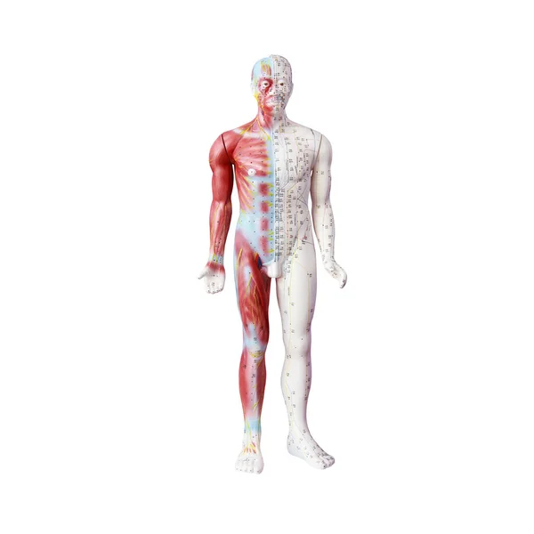 Chinese Acupuncture Dummy Clipping Path Royalty Free Stock Images