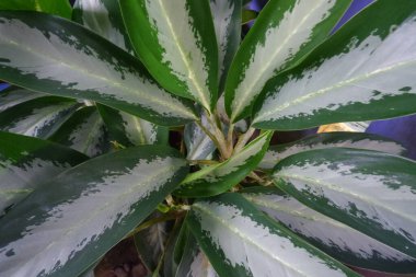 Küçük Saksıda Güzel Çiçek