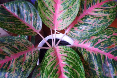 Küçük Saksıda Güzel Çiçek