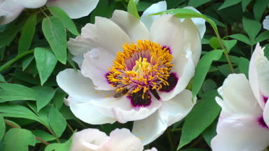 Böcekler ve arılar bir polen bir Şakayık Çiçeği üzerinde. Böcekler ve arılar bir ağaç üzerinde pion gibi olabilir. Ağır çekim 120 fps çekim.