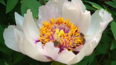 Böcekler ve arılar bir polen bir Şakayık Çiçeği üzerinde. Böcekler ve arılar bir ağaç üzerinde pion gibi olabilir. Ağır çekim 120 fps çekim.