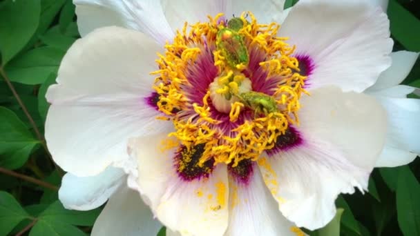 Κάνθαροι Και Μέλισσες Στο Λουλούδι Μιας Παιωνία Στην Γύρη Λουλουδιών — Αρχείο Βίντεο
