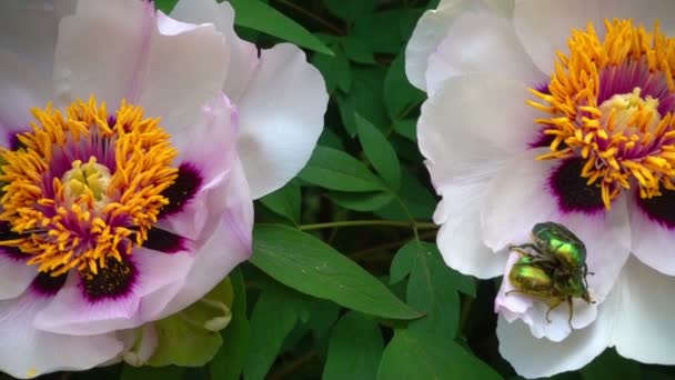 甲虫や花の花粉で牡丹の花に蜂 カブトムシや木に蜂はパイ中間子を好むかもしれない 120 Fps のスローモーション撮影 — ストック動画