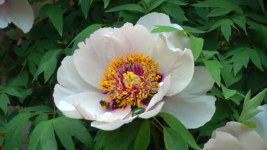 Böcekler ve arılar bir polen bir Şakayık Çiçeği üzerinde. Böcekler ve arılar bir ağaç üzerinde pion gibi olabilir. Ağır çekim 120 fps çekim.