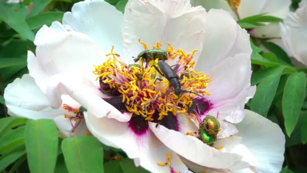 甲虫和蜜蜂的花朵上有一朵牡丹花花粉 在像Π的树上可以甲虫和蜜蜂 慢动作射击 120 Fps — 图库视频影像
