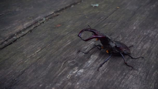 Ciervo Escarabajo Parque Sobre Una Mesa Madera Hermoso Escarabajo Arrastra — Vídeos de Stock