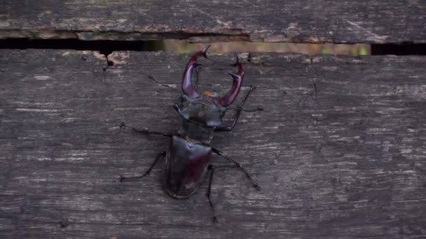 Ciervo Escarabajo Parque Sobre Una Mesa Madera Hermoso Escarabajo Arrastra — Vídeos de Stock