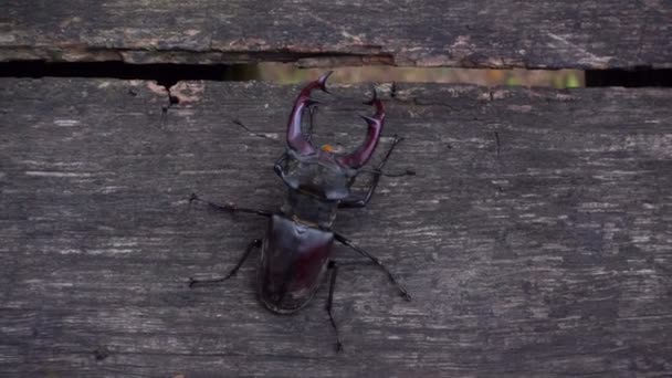 A beetle deer in the park on a wooden table. A beautiful beetle crawls along the table. — Stock Footage Beetle Deer Park Wooden Table Beautiful Beetle Crawls Table Royalty Free Stock Video