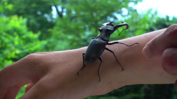 ビートルは 人間の手に沿ってクロールされます 人間と鹿カブトムシの友好的な行動 — ストック動画