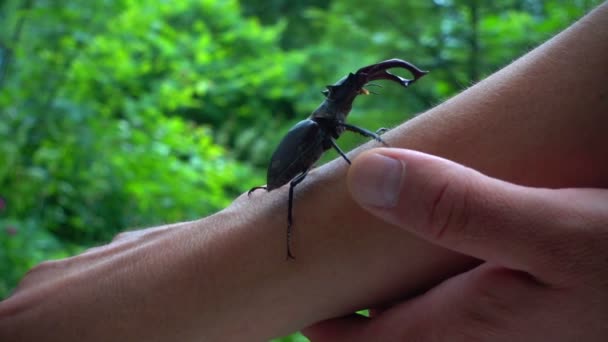 Escarabajo Arrastra Por Mano Humana Comportamiento Amistoso Escarabajo Ciervo Con — Vídeos de Stock