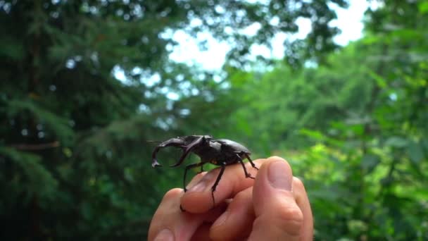 ビートルは 人間の手に沿ってクロールされます 人間と鹿カブトムシの友好的な行動 — ストック動画