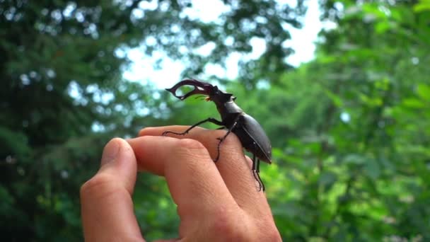 Beetle Crawling Human Hand Friendly Behavior Deer Beetle Human — Stock Video