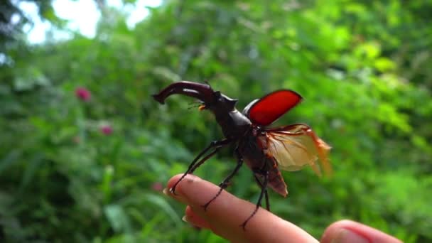 Beetle Rådjur Utgår Från Den Mänskliga Handen Förberedelse Och Flyg — Stockvideo