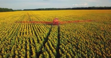 Traktör alan ayçiçeği ile sprinkles. Püskürtücü pestisit plantasyon ayçiçeği ekimi işler. 