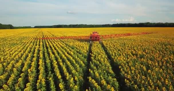 Trator Asperge Campo Com Girassol Pulverizador Processa Plantação Pesticidas Helianthus — Vídeo de Stock