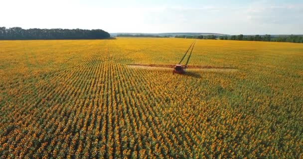Трактор Збризає Поле Соняшником Обприскувач Обробляє Плантацію Пестицидів Плантації Геліантуса — стокове відео
