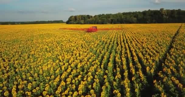 Trator Asperge Campo Com Girassol Pulverizador Processa Plantação Pesticidas Helianthus — Vídeo de Stock