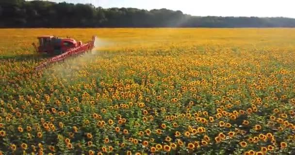 Tractor Rocía Campo Con Girasol Pulverizador Procesa Plantación Plaguicidas Helianthus — Vídeos de Stock