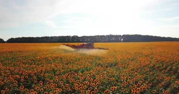 Tractor Rocía Campo Con Girasol Pulverizador Procesa Plantación Plaguicidas Helianthus — Vídeo de stock