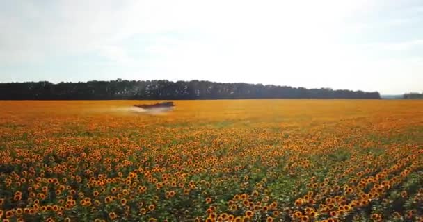 Trator Asperge Campo Com Girassol Pulverizador Processa Plantação Pesticidas Helianthus — Vídeo de Stock